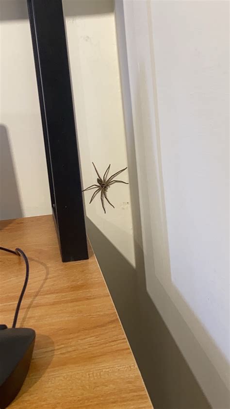 房間出現蜘蛛 麒麟是什麼意思